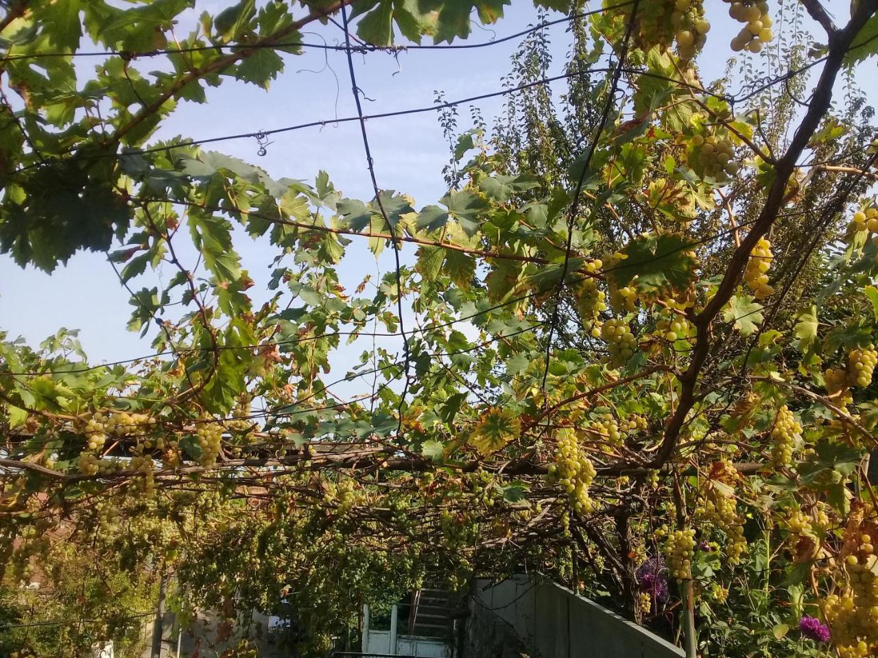 Apartment Giorgi In Sighnaghi Extérieur photo